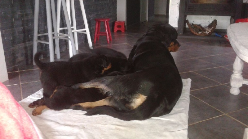 De son altesse caninissime - Chiot disponible  - Rottweiler