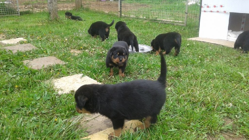 Chiot Rottweiler De son altesse caninissime