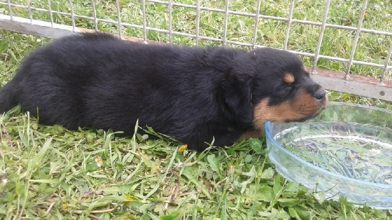 De son altesse caninissime - Chiots disponibles - Rottweiler