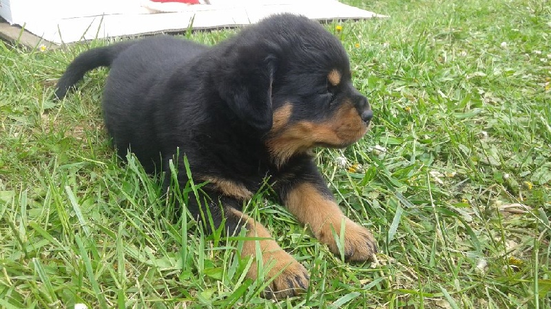 De son altesse caninissime - Chiots disponibles - Rottweiler